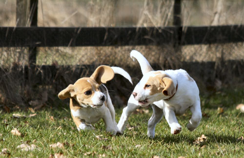 Beaglewelpe zweifarbig dreifarbig